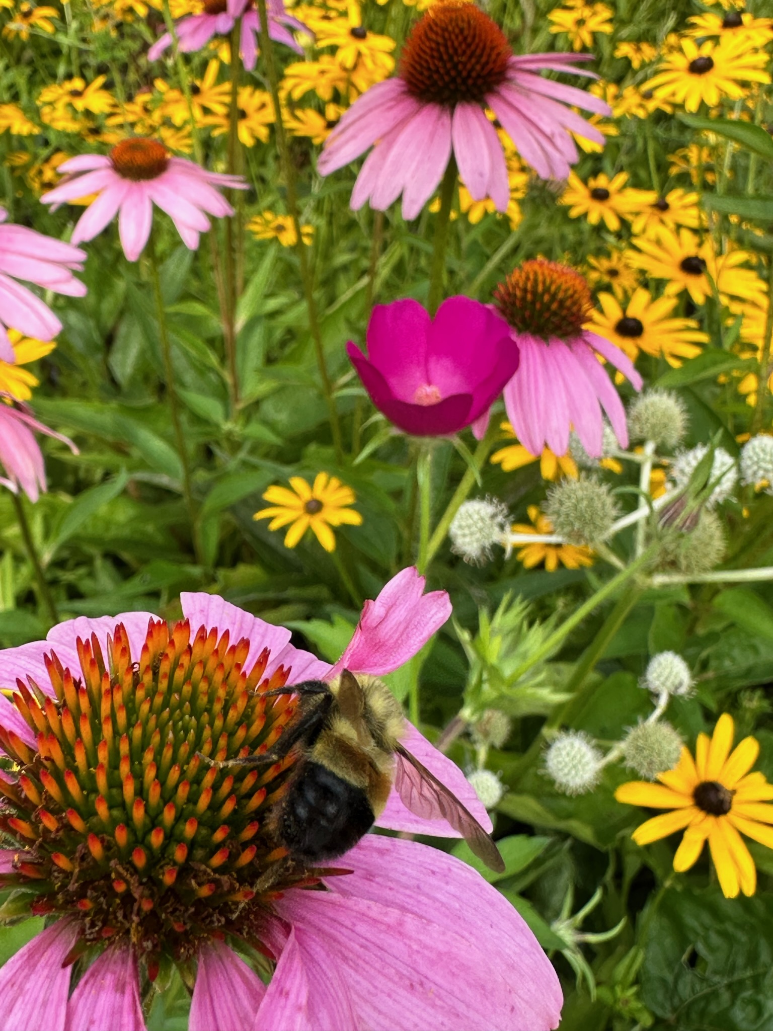 Bee on purple cone flower