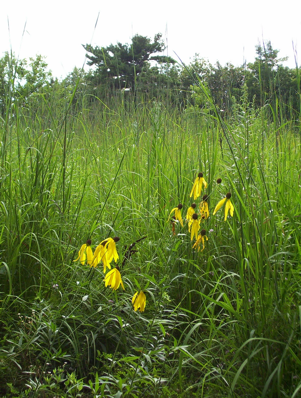 yellow cone flowers in a field
