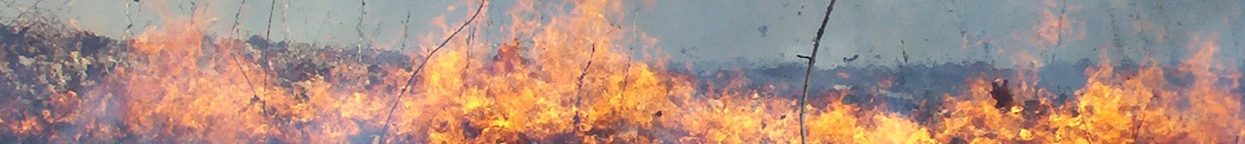wildfire