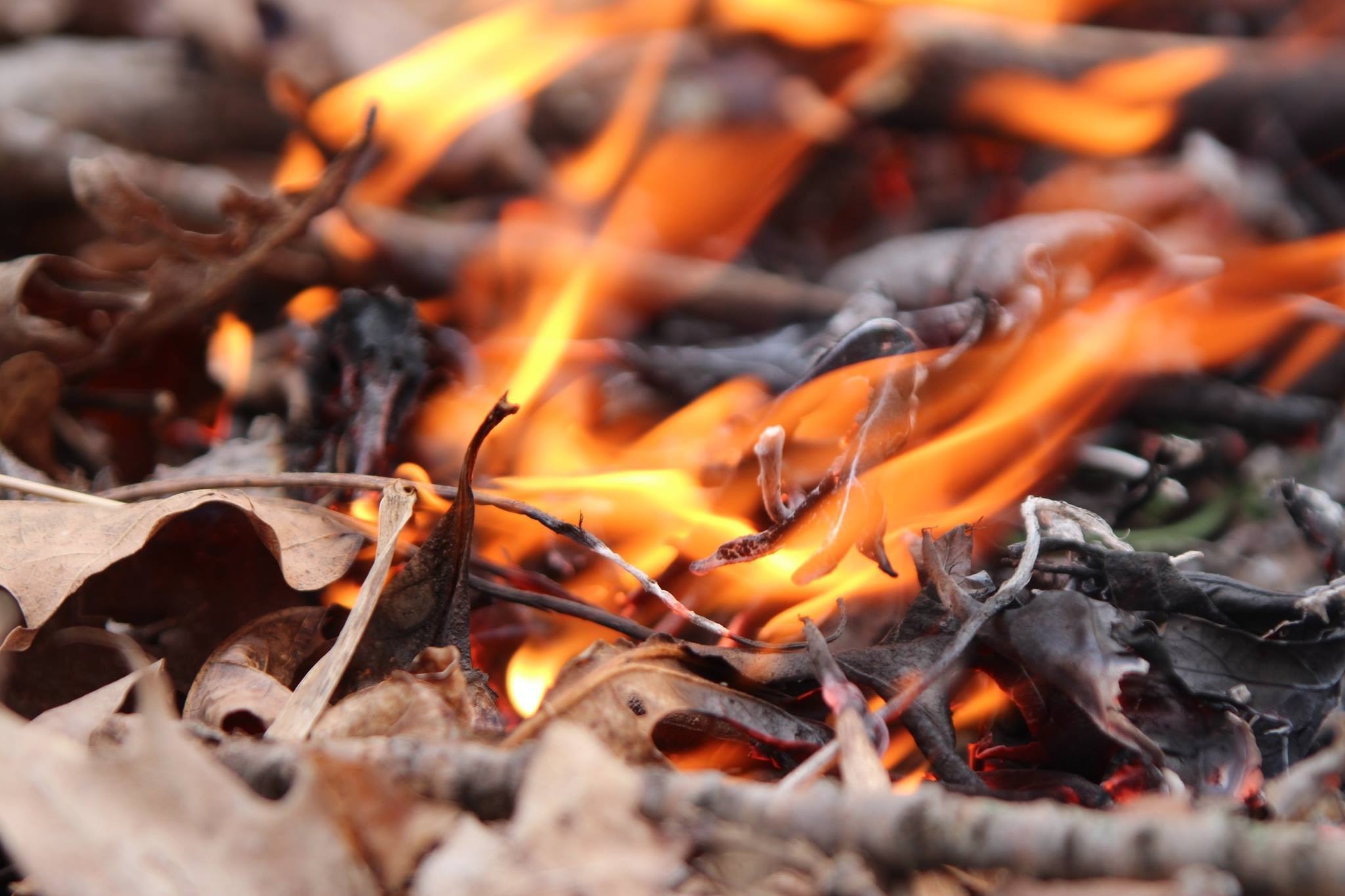 Leaves on Fire