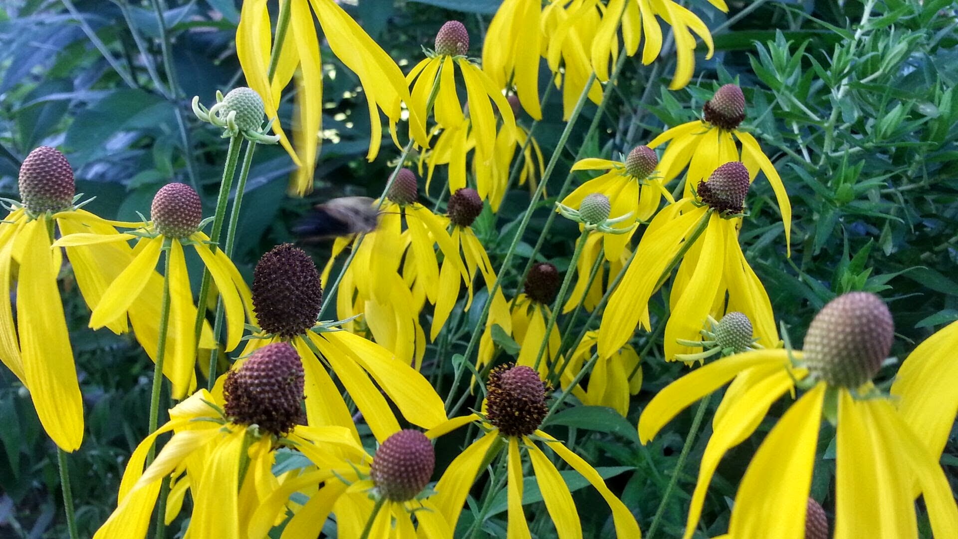 Yellow cone flowers
