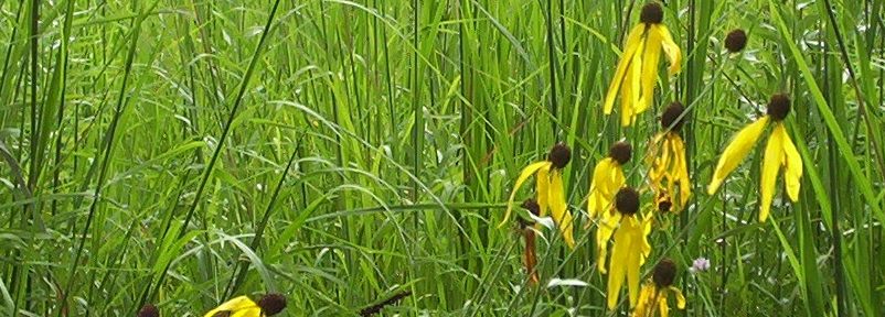 yellow cone flowers in a field
