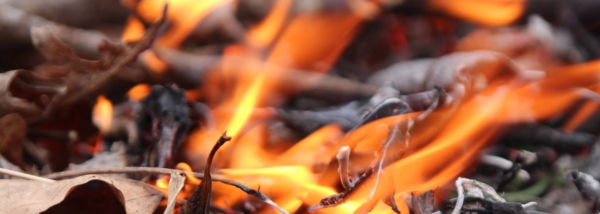 Leaves on fire