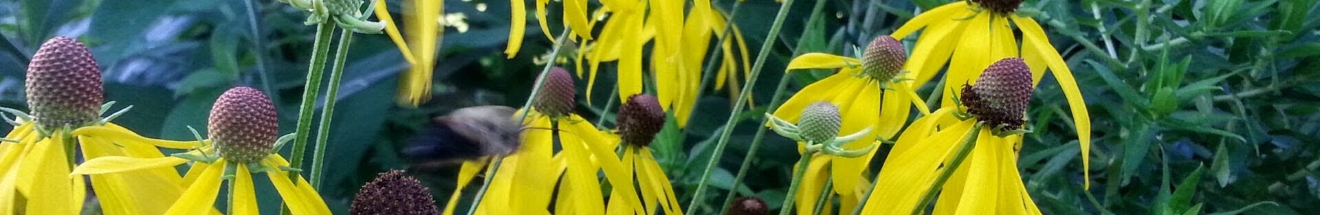 yellow cone flowers
